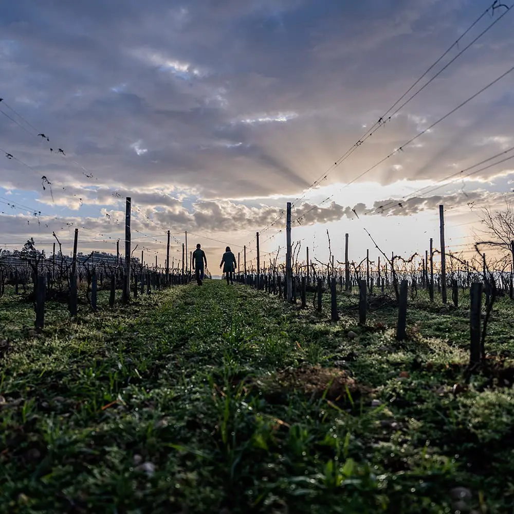 Vignes AOC Crozes-Hermitage, au couché du soleil