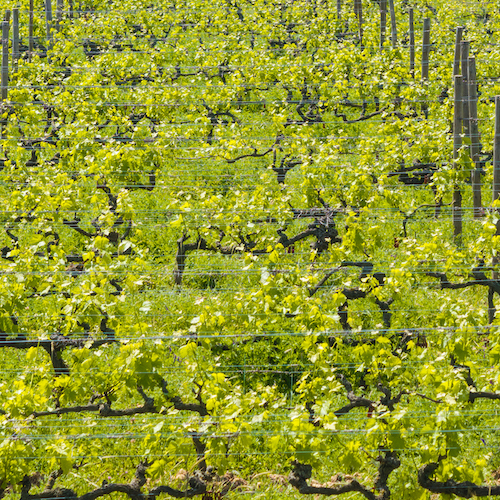 Stratégie(s) d’adaptation : Crozes-Hermitage face aux changements climatiques